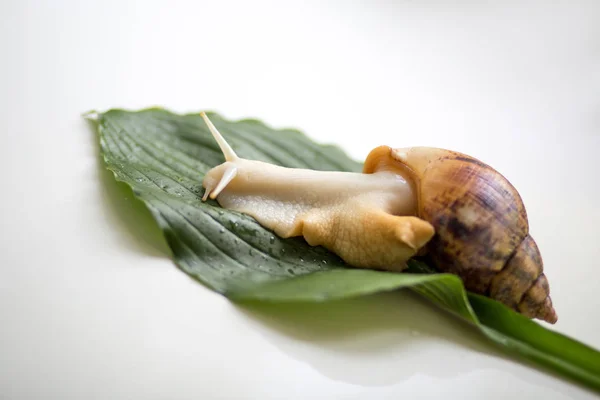 Giant african snail — Stock Photo, Image