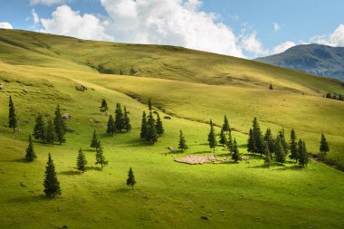 Koyun sürüsü Alpine mera üzerinde