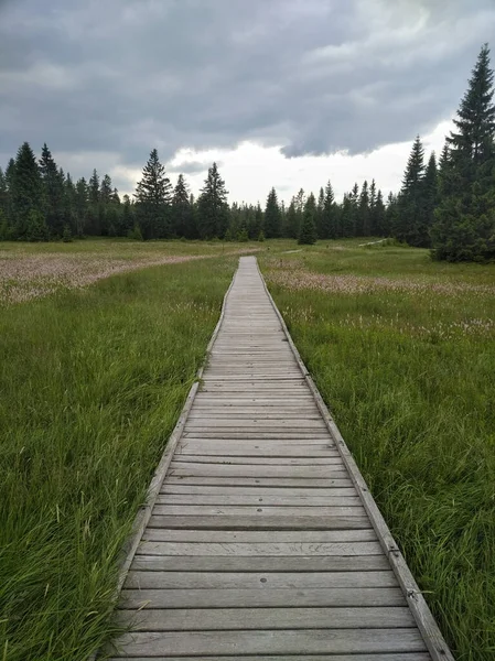 Nature forest path meadow