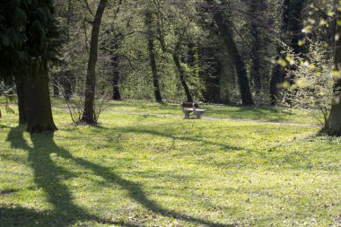 Parkta ağaçlarla dolu boş bank