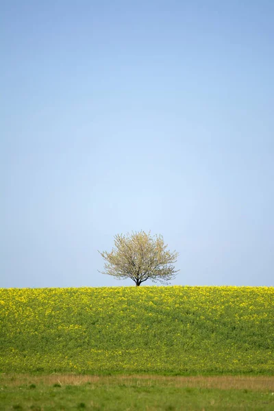 春田里的孤花树 — 图库照片