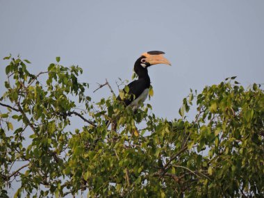 Malabar alaca Kartallar