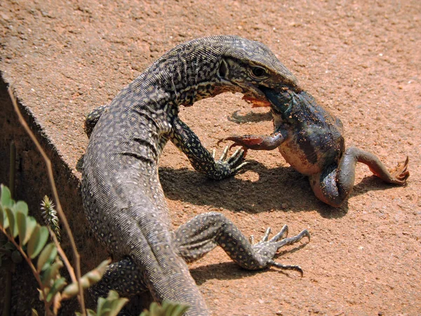 Lizard Eating Frog — Stock Photo, Image