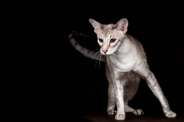 Peterbald Sphynx Kedi Merakı 'nın Yakın Çekim Portresi İzole edilmiş Siyah Arkaplana Bakıyor