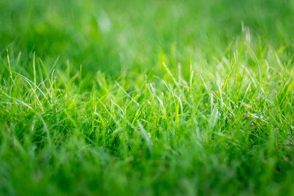 Frisches Grünes Gras Sommertagen Freien — Stockfoto