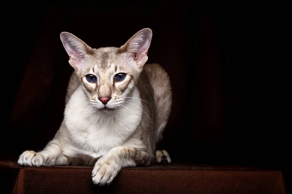 Detailní Záběr Portrét Peterbald Sphynx Cat Zvědavost Vypadá Izolované Černé — Stock fotografie