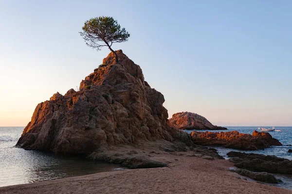 Pin Solitaire Sur Rocher Aube Mar Menuda Plage Tossa Mar — Photo