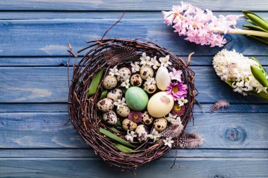 Mavi ahşap arka planda paskalya yumurtaları ve çiçekleri olan bir yuva. en üstteki görünüm