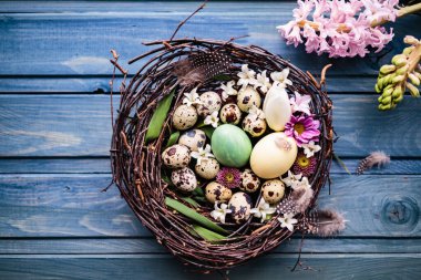 Mavi ahşap arka planda paskalya yumurtaları ve çiçekleri olan bir yuva. en üstteki görünüm