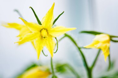 Bir seranın dalındaki domateslerin enfeksiyonu