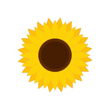 Ayçiçeği izole edilmiş, vektör çizimi beyaz arkaplanda izole edilmiş