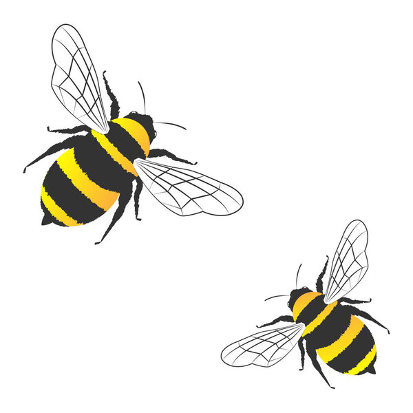 Honey bees isolated on the white background