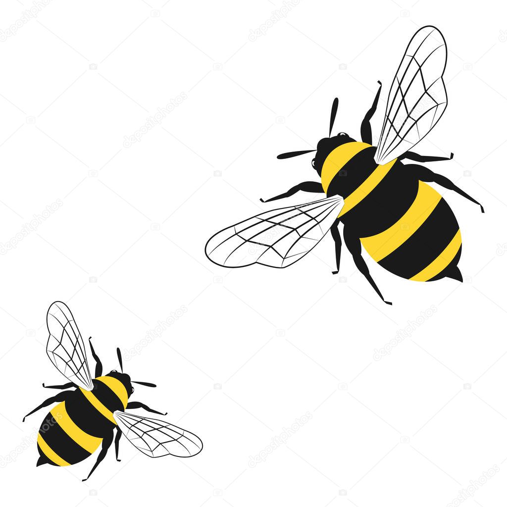 Honey bees isolated on the white background