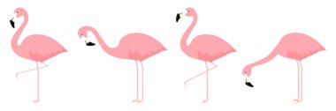 Farklı şekillerdeki flamingo grubu, beyaz üzerine izole edilmiş çizgi film vektör çizimi yapıyor.