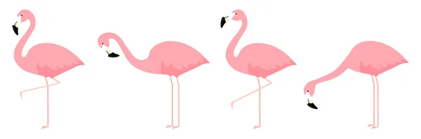 Skupina Flamingo Různých Pózách Kreslené Vektorové Ilustrace Izolované Bílém — Stockový vektor