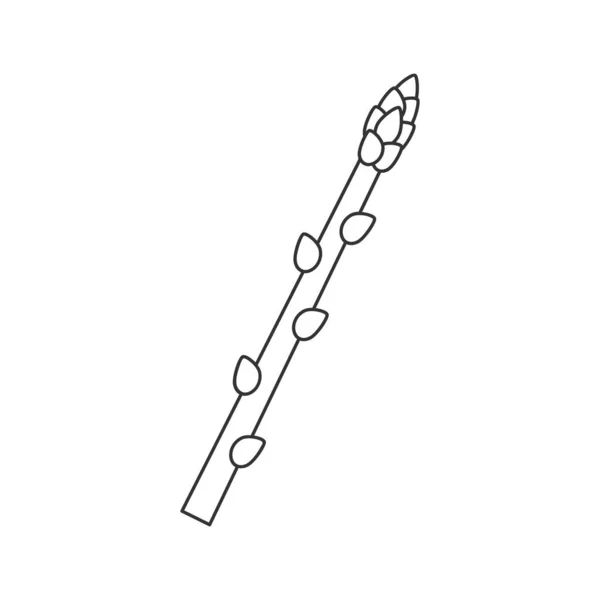 Asparagus Brunch Vector Stock 삽화는 배경에 분리되어 스패로우 그래스 아이콘 — 스톡 벡터