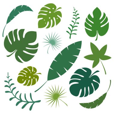 Beyaz arkaplanda izole edilmiş tropikal yapraklar vektör çizimi.