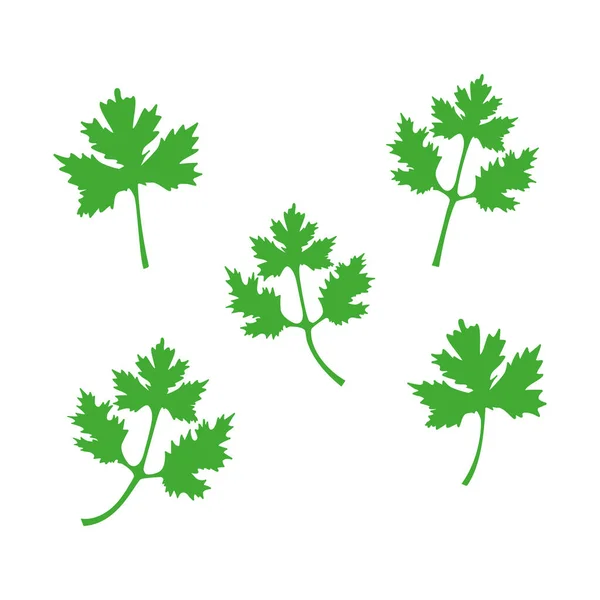 Foglie Coriandolo Verde Insieme Illustrazione Vettoriale Isolata Bianco Simbolo Icona — Vettoriale Stock