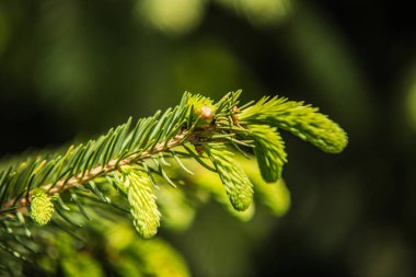 Yumuşak yeşil iğne çam ağacı dalları