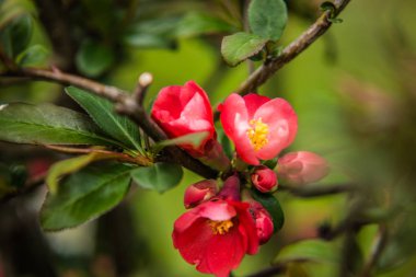 baharda çiçeklenme sırasında güzel ağaçlar