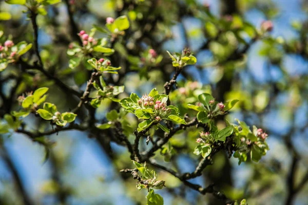 baharda çiçeklenme sırasında güzel ağaçlar