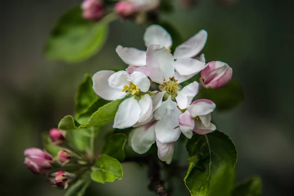 Fina träd under blommande våren — Stockfoto