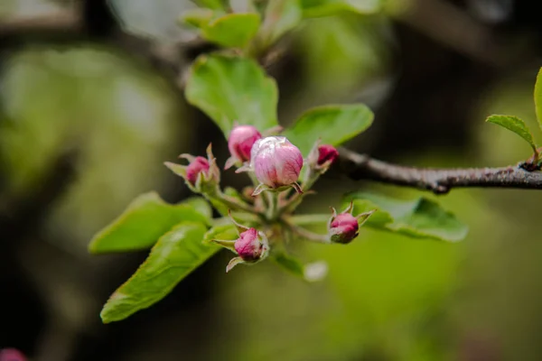 Ładne drzewa w kwitnące wiosną — Zdjęcie stockowe