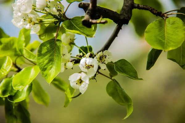 Ładne drzewa w kwitnące wiosną — Zdjęcie stockowe