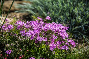 Çok güzel renkli çiçek bahçesinde bahar