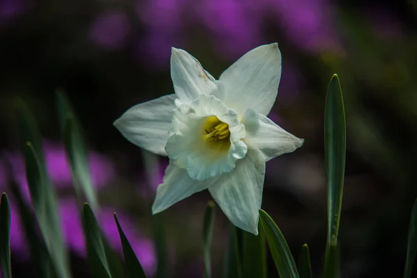 Mycket fin färgstark blomma trädgård under våren — Stockfoto