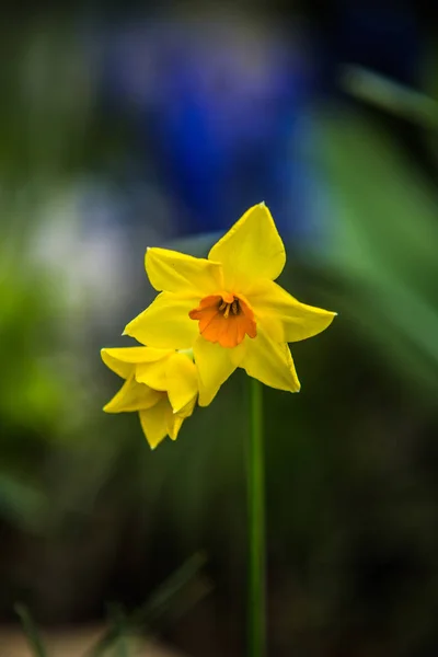 Весной очень красивый цветник — стоковое фото
