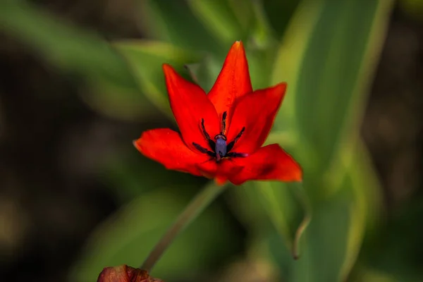 Very nice colorful flower garden in spring — Stock Photo, Image