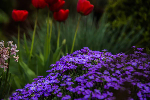 Çok güzel renkli çiçek bahçesinde bahar