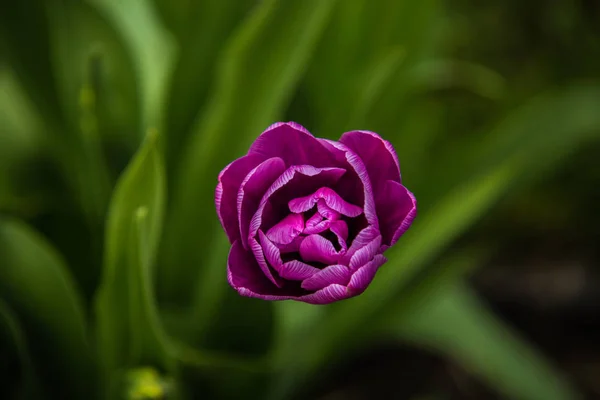 Çok güzel renkli çiçek bahçesinde bahar