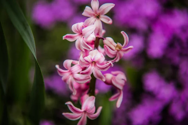 아주 좋은 다채로운 꽃 정원 봄 — 스톡 사진