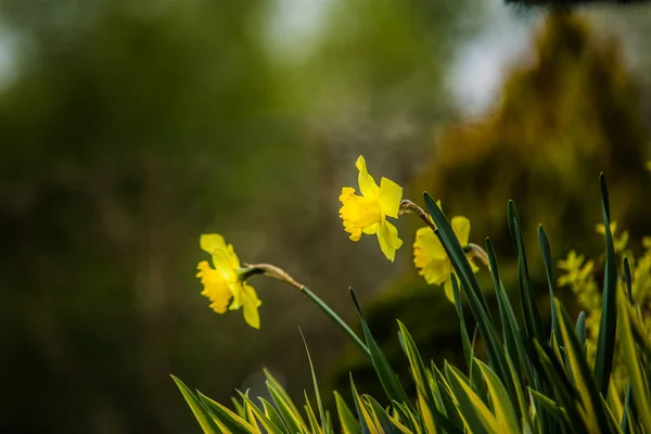 Sehr schöner bunter Blumengarten im Frühling — Stockfoto