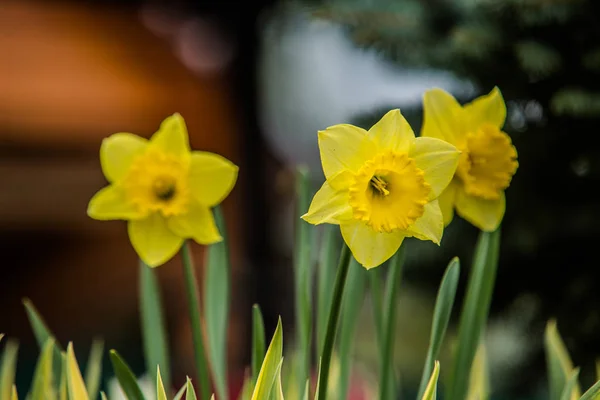 Mycket fin färgstark blomma trädgård under våren — Stockfoto