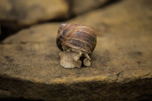 Snail crawling slow on rock — Stock Photo, Image