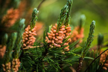 Doğa sahne. Yumuşak yeşil iğne çam ağacı dalları