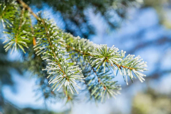 Soğuk kış havasında kar ve buzla kaplı dallar. - Yakın çekim. Kış manzarası