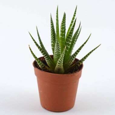 Bir saksı içinde küçük aloe vera