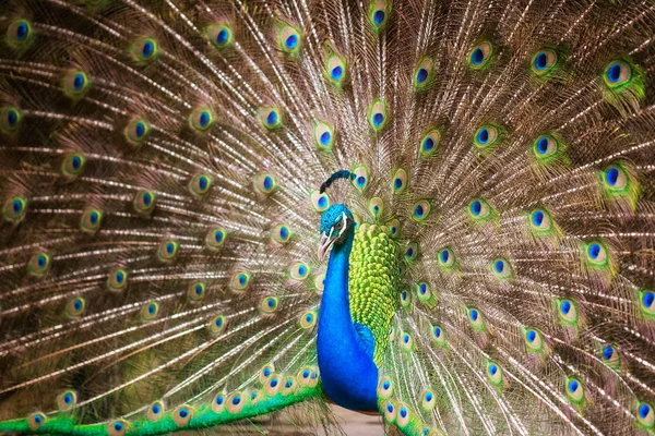 Retrato de belo pavão — Fotografia de Stock