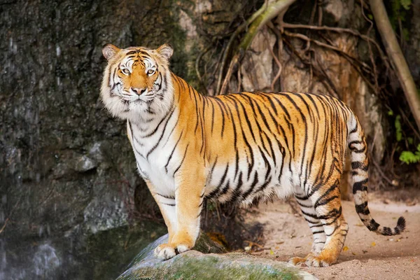 Portrait of bengal tiger — Stock Photo, Image