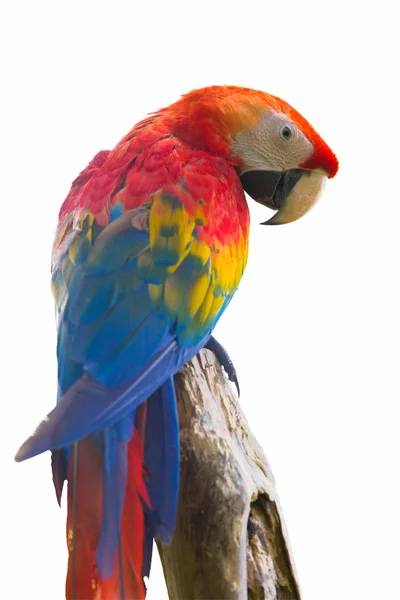 Colorful red parrot macaw — Stock Photo, Image