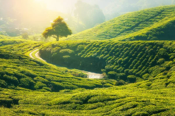 Plantação de chá em Cameron Highlands — Fotografia de Stock