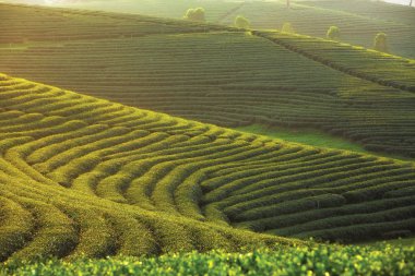 Gün batımında choui fong çay çiftlik