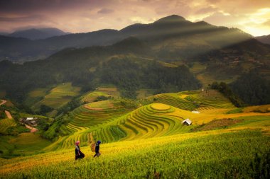 Mu Cang Chai 'deki pirinç tarlaları.