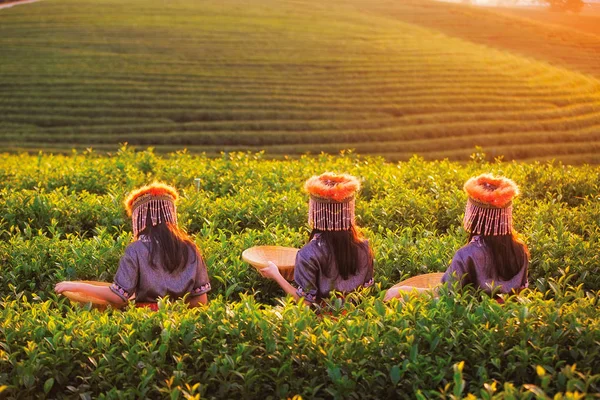 Kid and Green tea field in shui fong — Stock Photo, Image