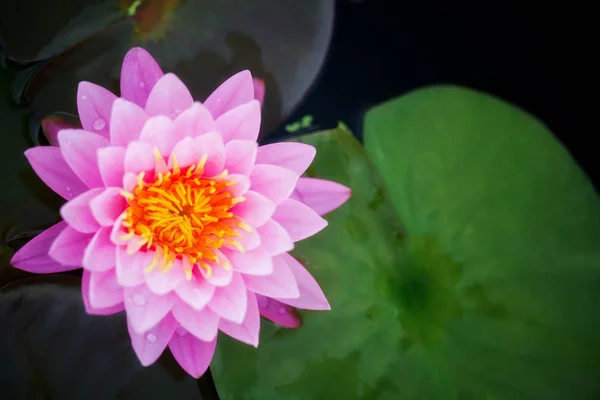 Ovanifrån av Ping lotus ikonen för spa och yoga — Stockfoto