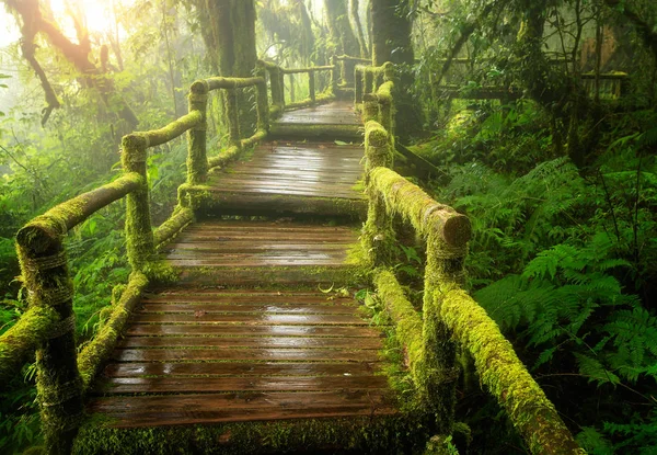 Ang ka nature trail in doi inthanon national park — Stock Photo, Image